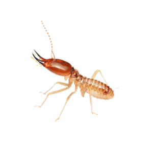 Termite Treatment in Delhi