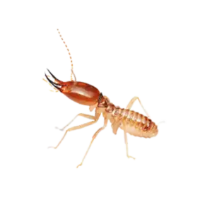 Termite Treatment in Delhi