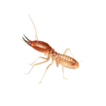 Best Termite treatment in Delhi