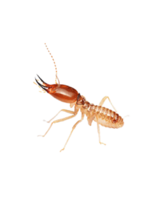 Best Termite treatment in Delhi