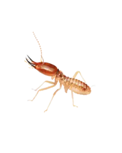 Best Termite treatment in Delhi