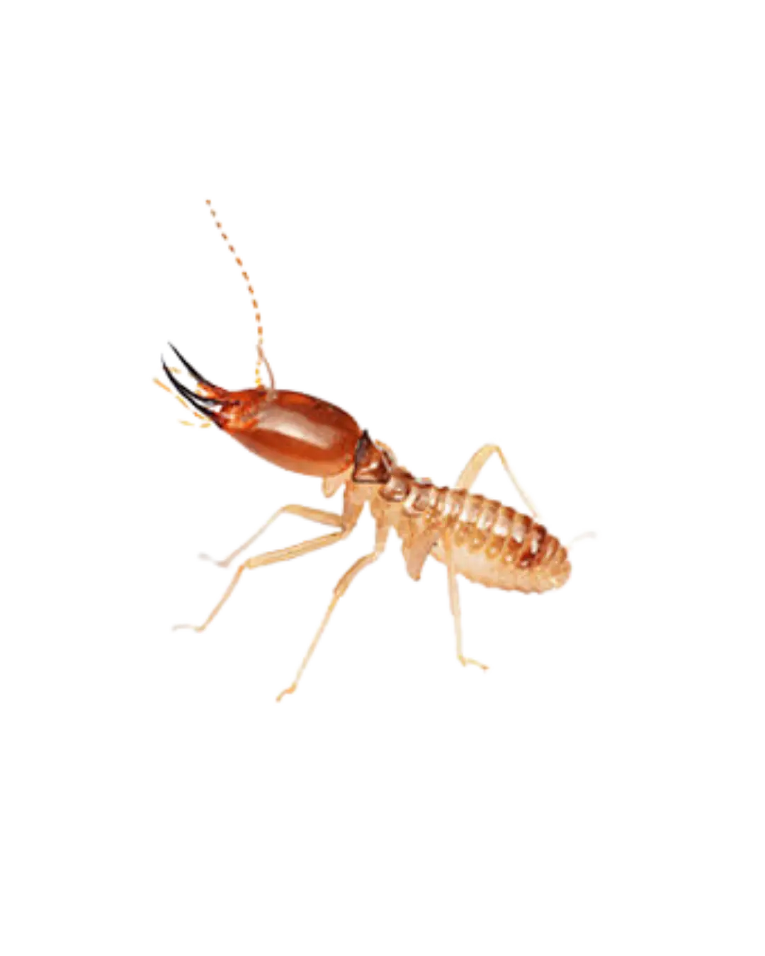 Best Termite treatment in Delhi
