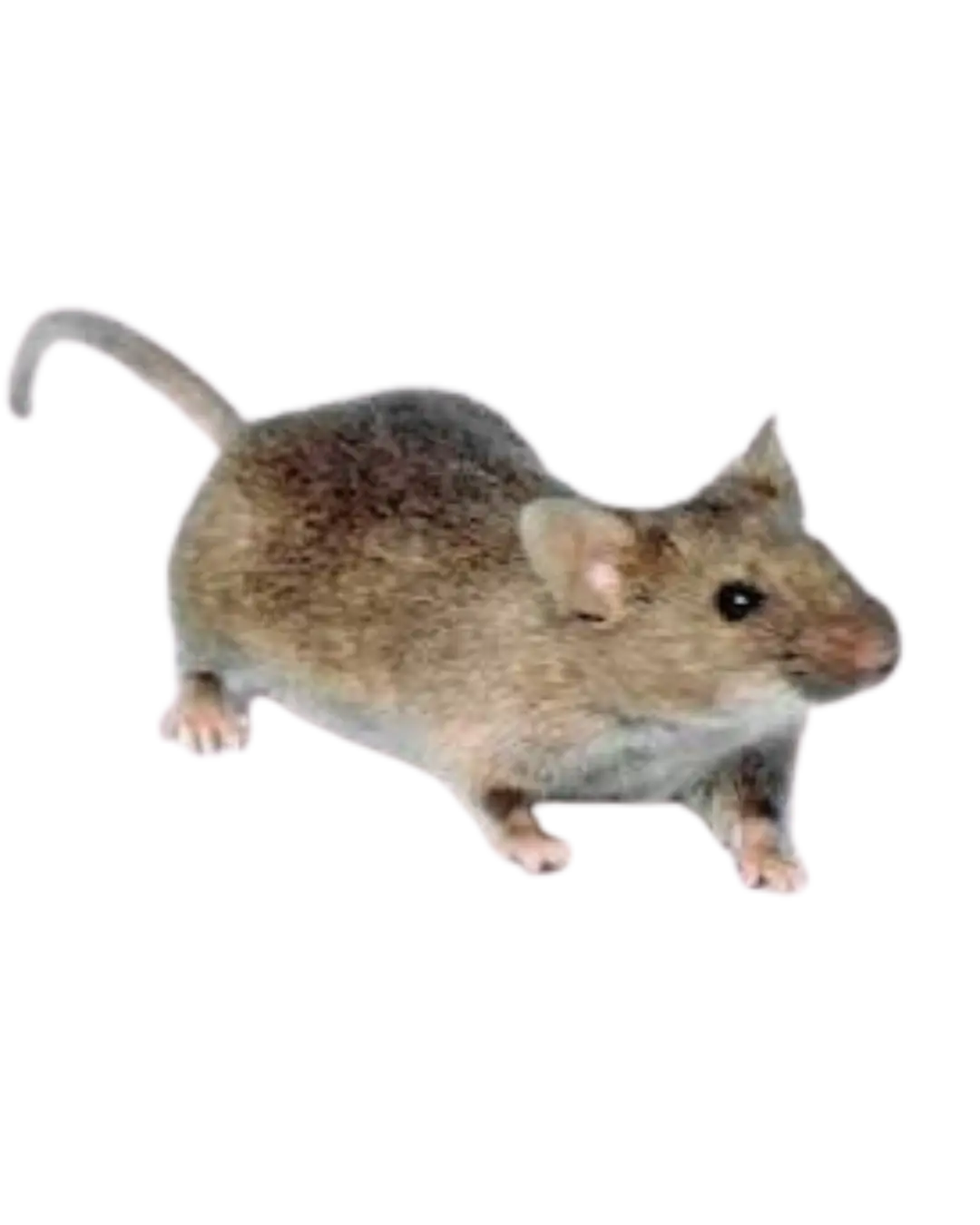 General pest control