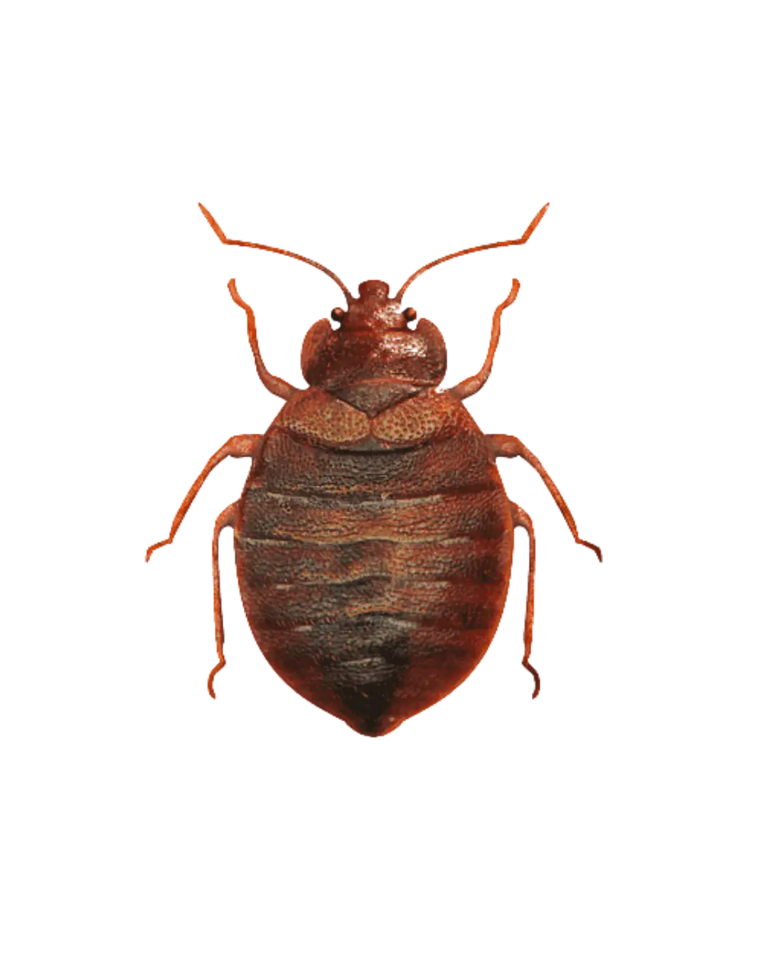 General pest control