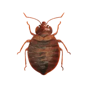 Bed Bugs Treatment
