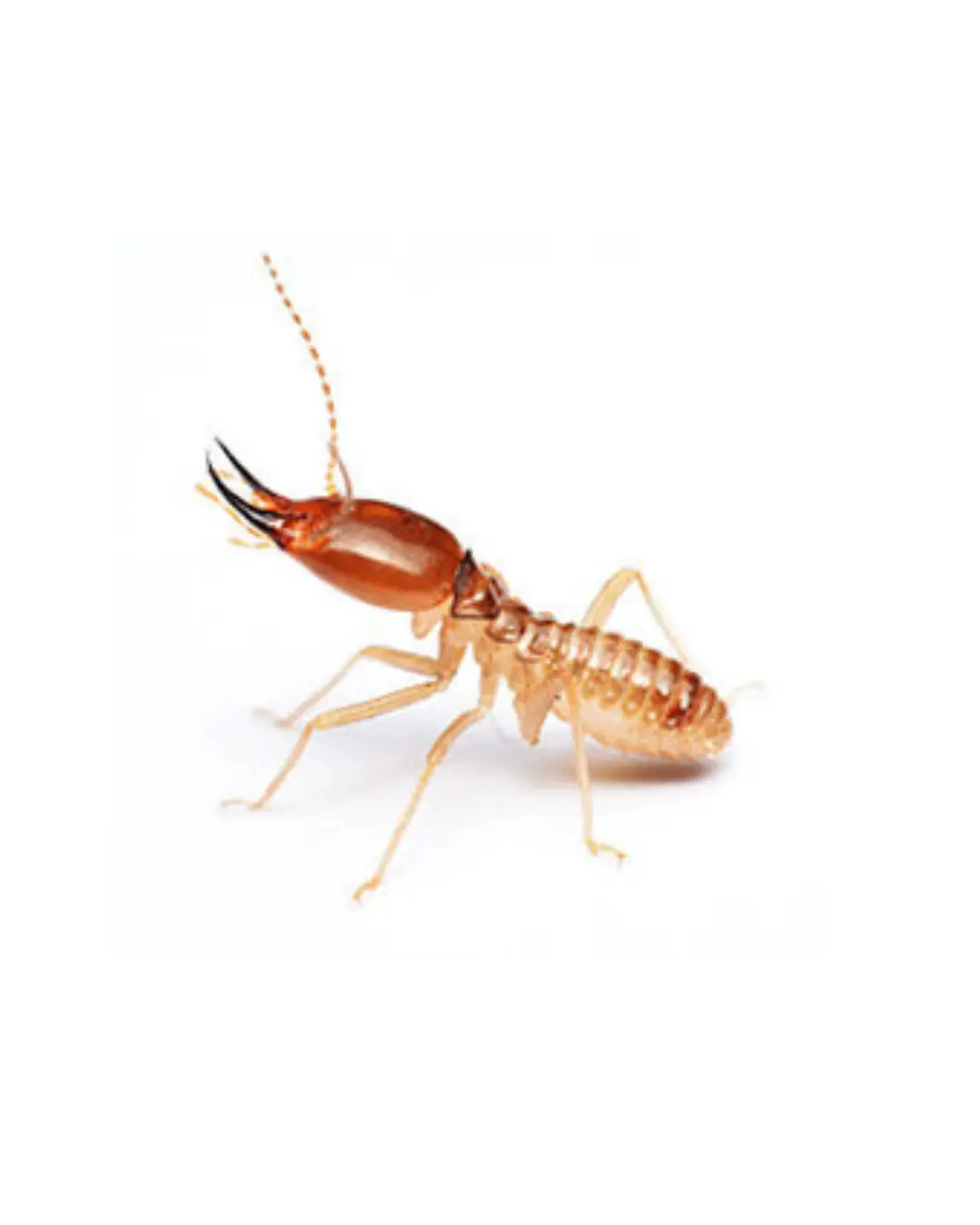 General pest control