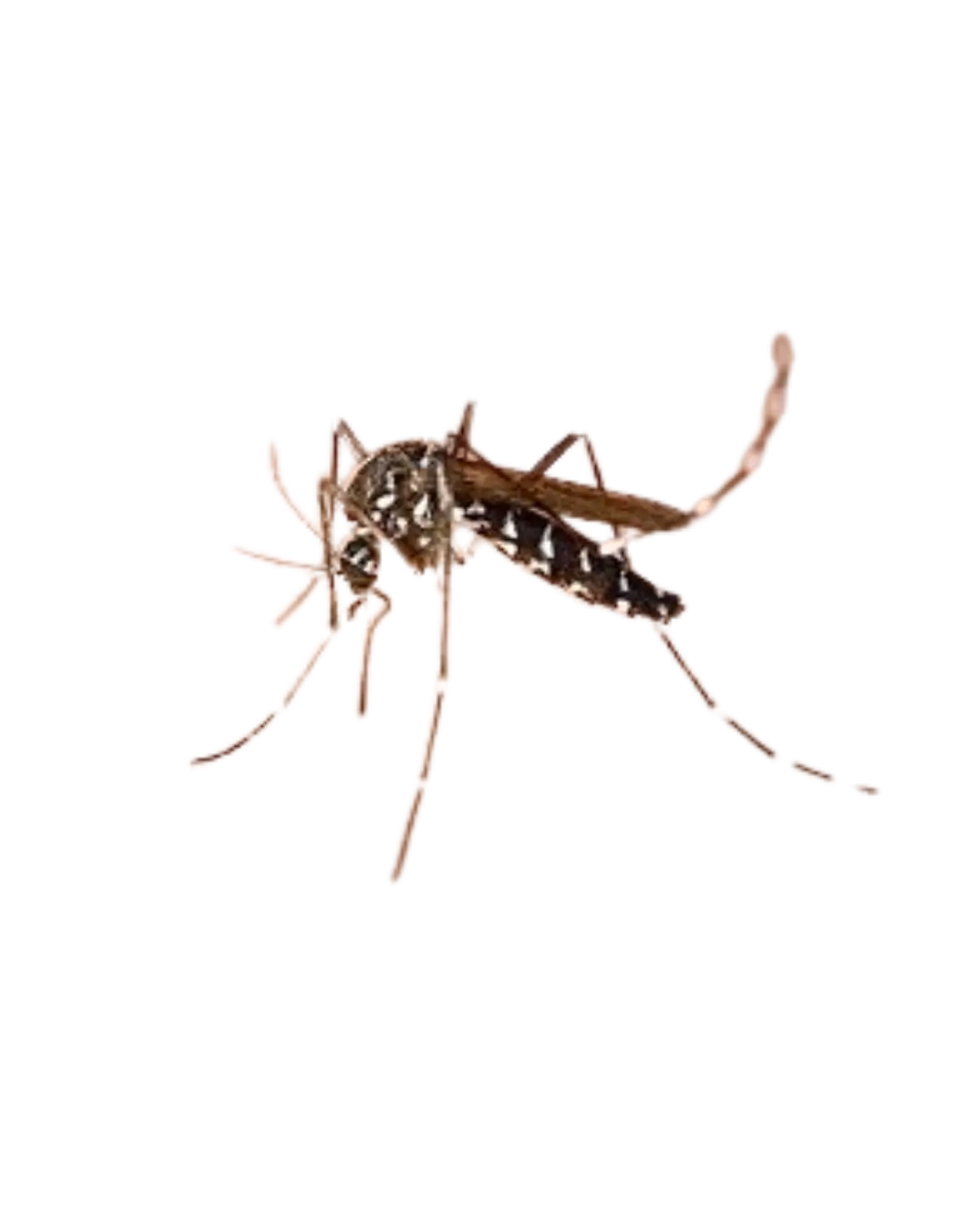 General pest control