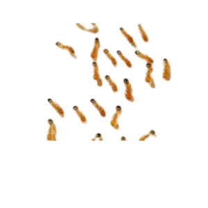 General pest control