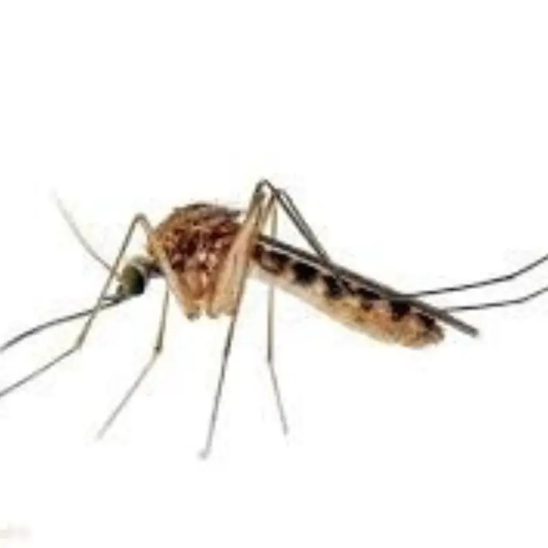 Pest Fend – Aedes Mosquito Control
