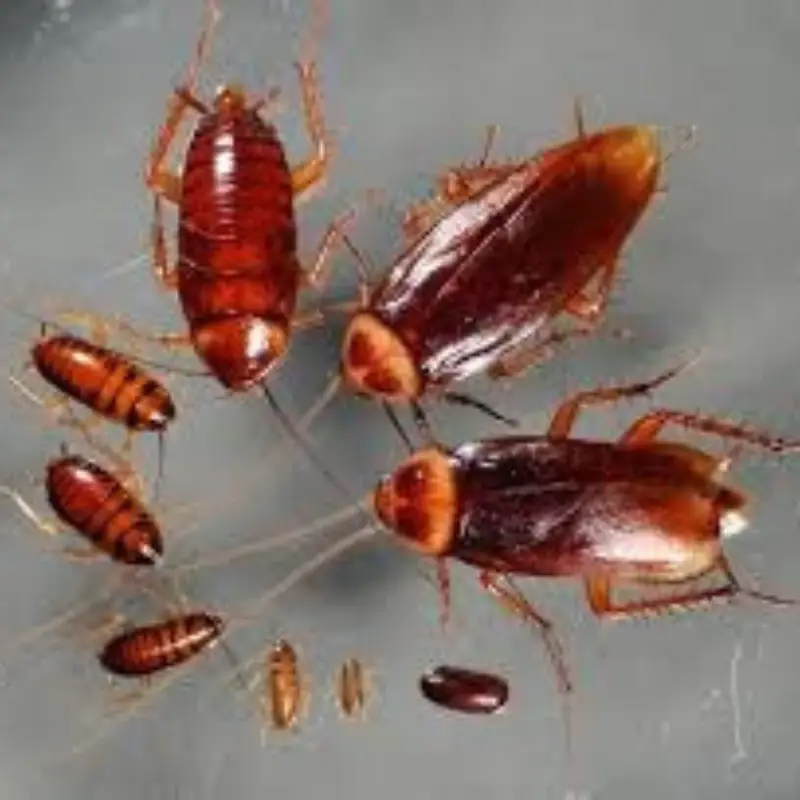 Pest Fend – American Cockroach Control