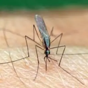 Pest Fend – Anopheles Mosquito Control
