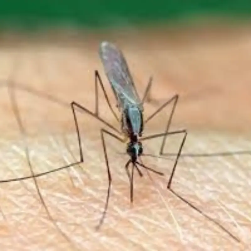 Pest Fend – Anopheles Mosquito Control