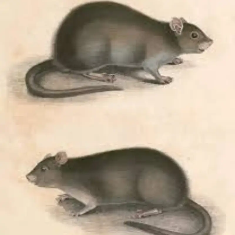 Pest Fend – Bandicoot Control
