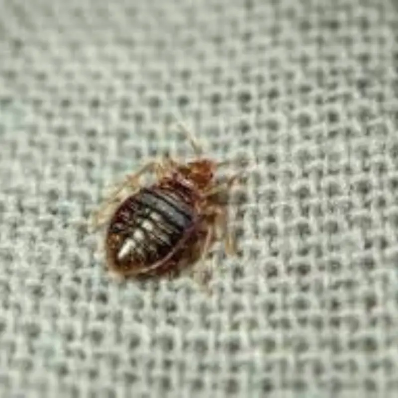 Pest Fend – Bed Bug Control