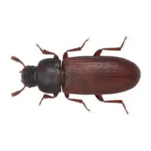 Pest Fend – Biscuit Beetle Control