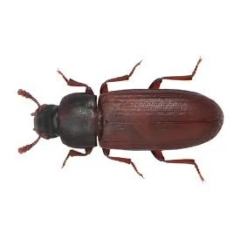 Pest Fend – Biscuit Beetle Control