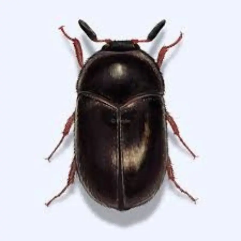 Pest Fend – Black Carpet Beetle Control