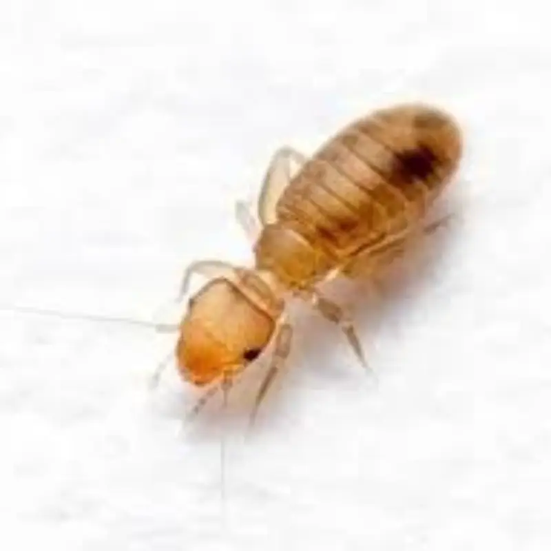 Pest Fend – Booklice Control