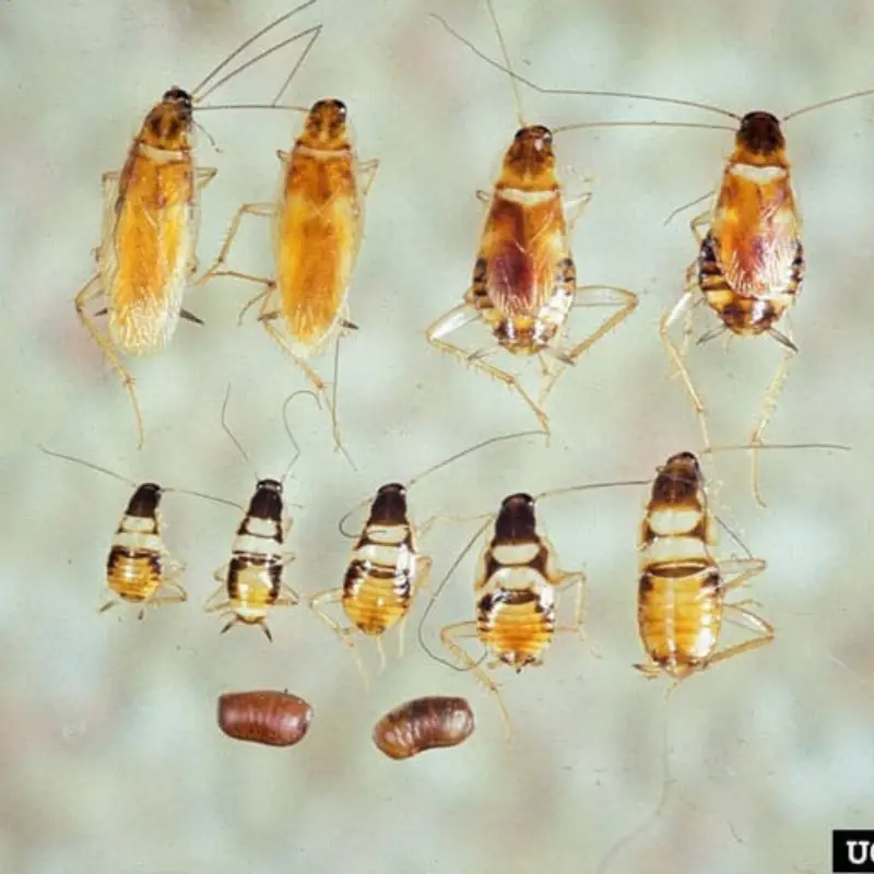 Pest Fend – Brown Banded Cockroach Control