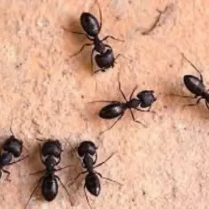 Pest Fend – Crazy Ant Control