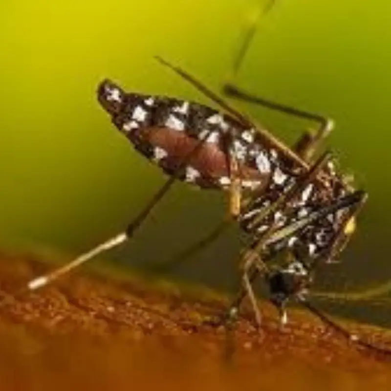 Pest Fend – Culex Mosquito Control