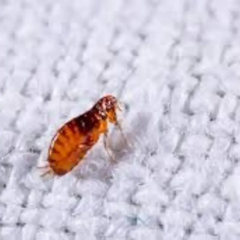 Pest Fend – Flea Control