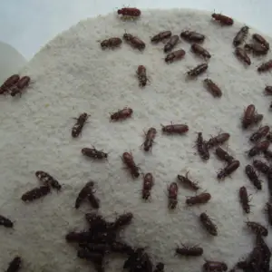Pest Fend – Flour Beetle Control