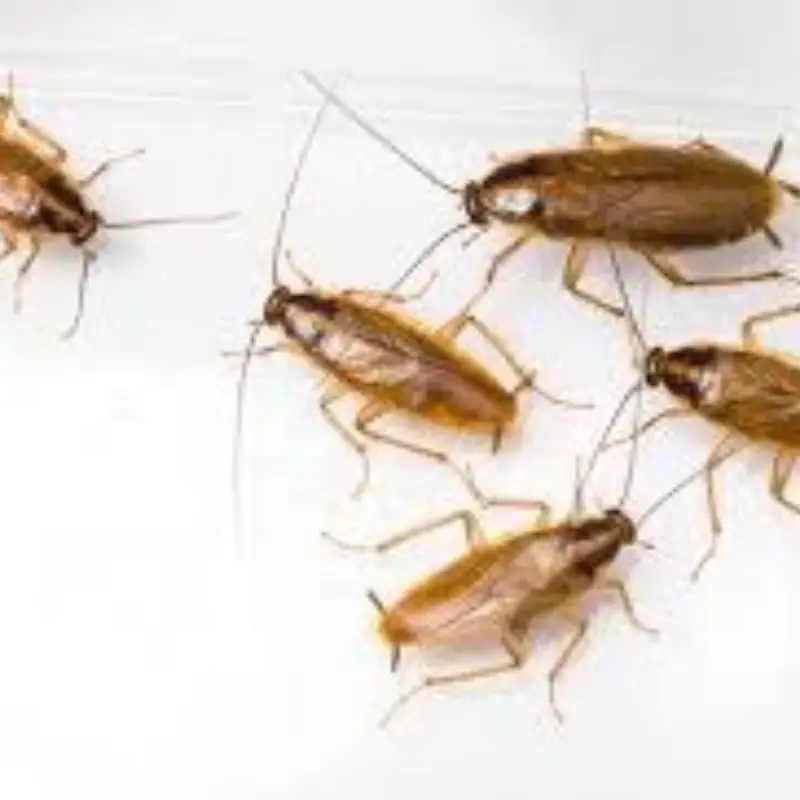Pest Fend – German Cockroach Control