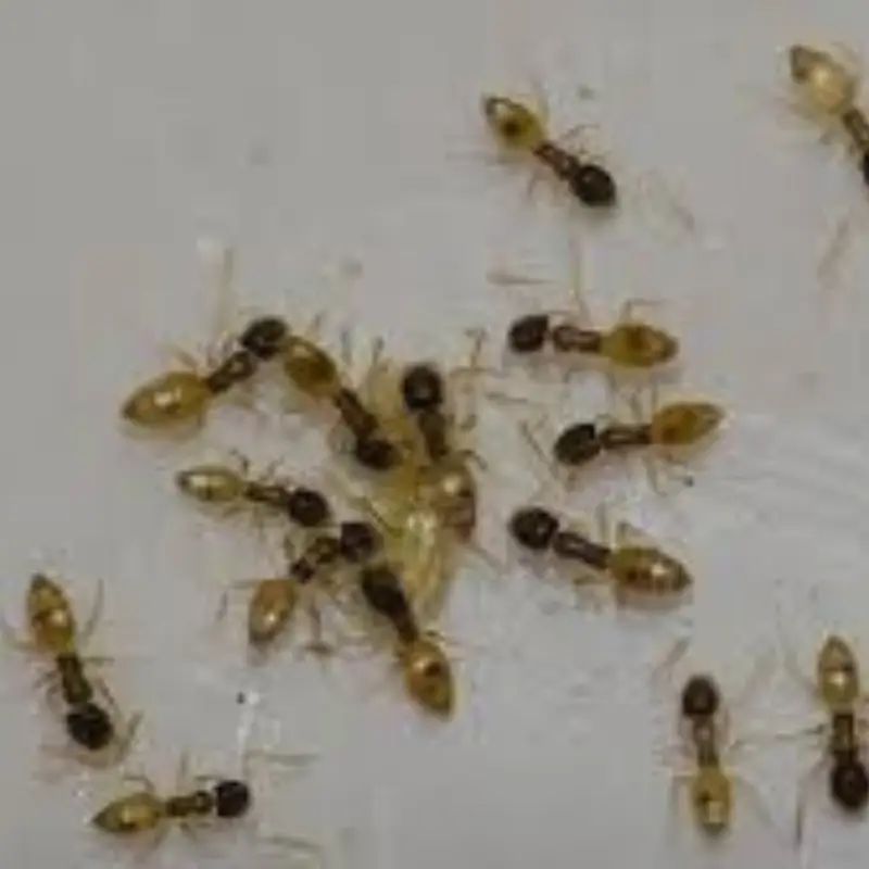 Pest Fend – Ghost Ant Control