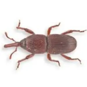 Pest Fend – Grain Weevil Control