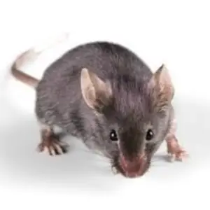 Pest Fend – House Mouse Control