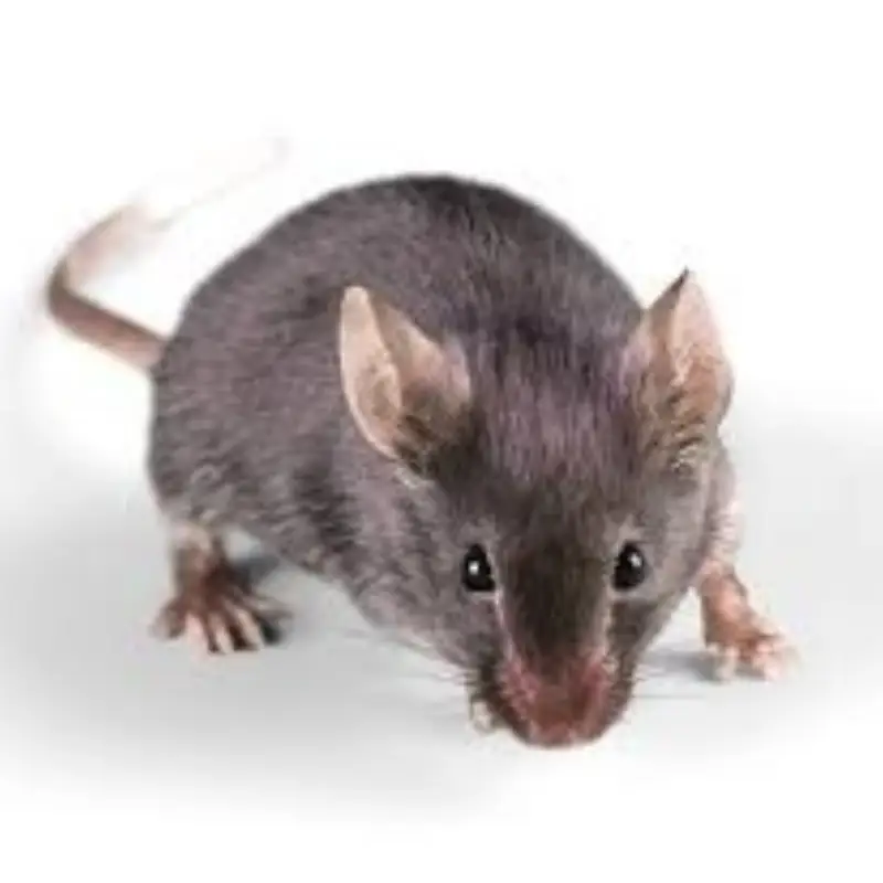 Pest Fend – House Mouse Control