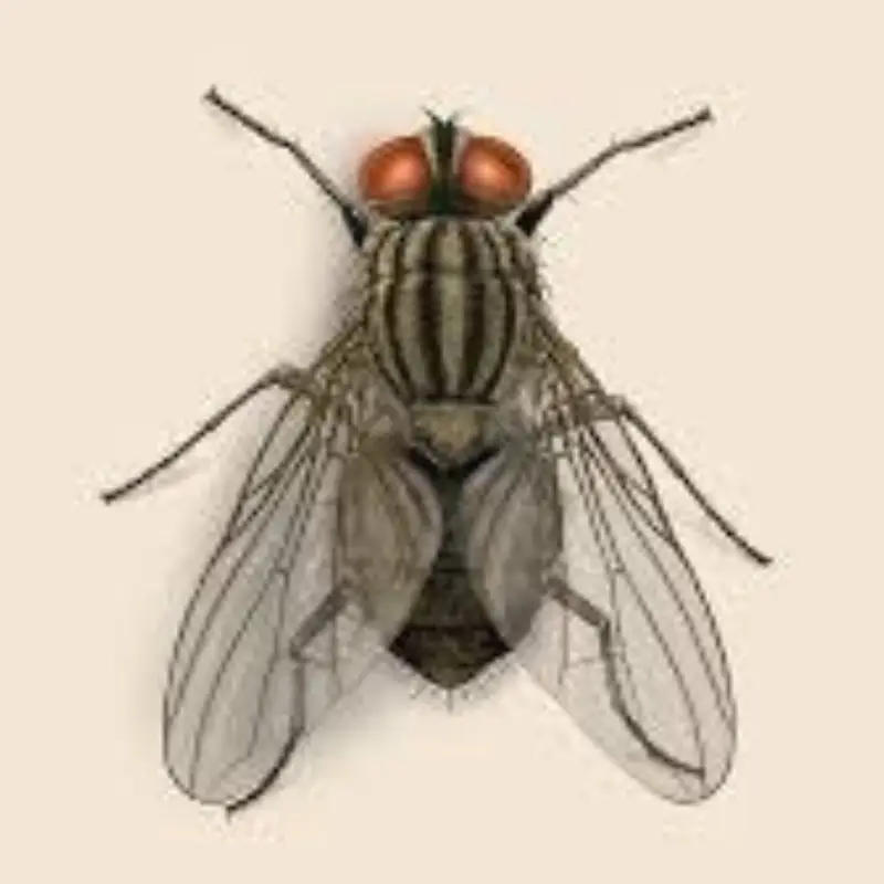 Pest Fend – Housefly Control