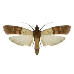 Pest Fend – Indian Meal Moth Control