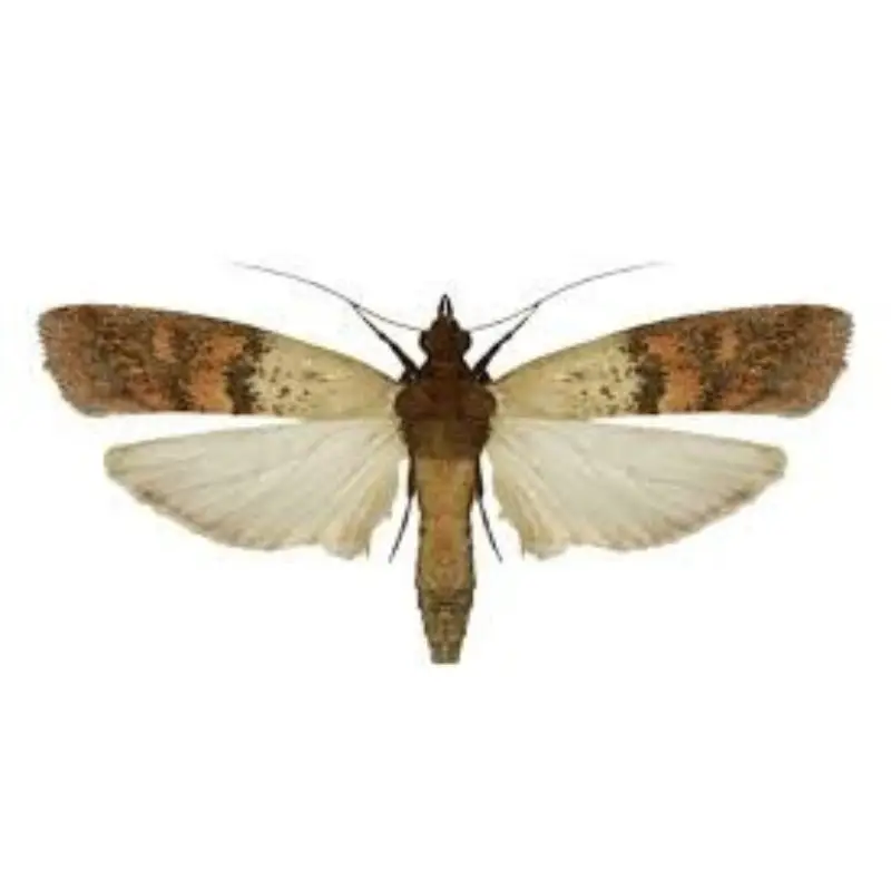 Pest Fend – Indian Meal Moth Control