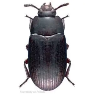 Pest Fend – Indian MealMoth Control