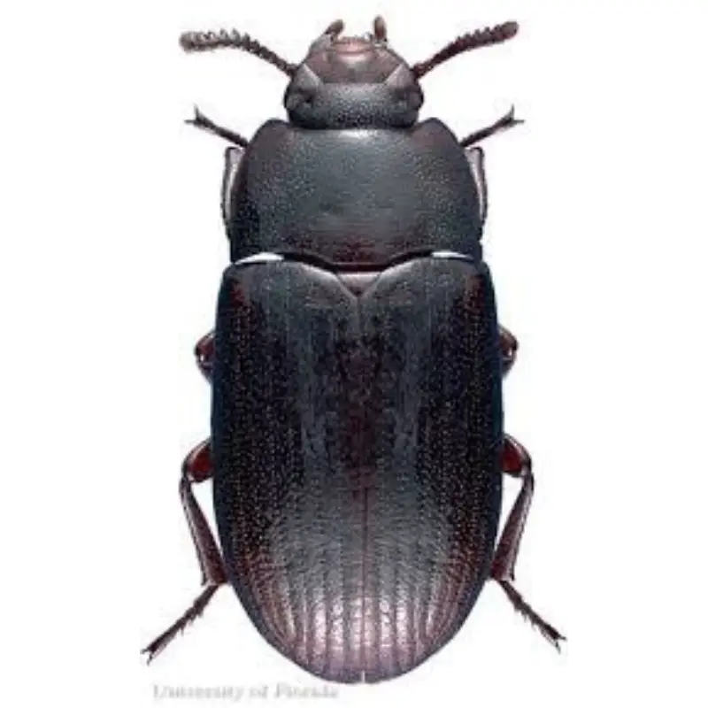 Pest Fend – Indian MealMoth Control