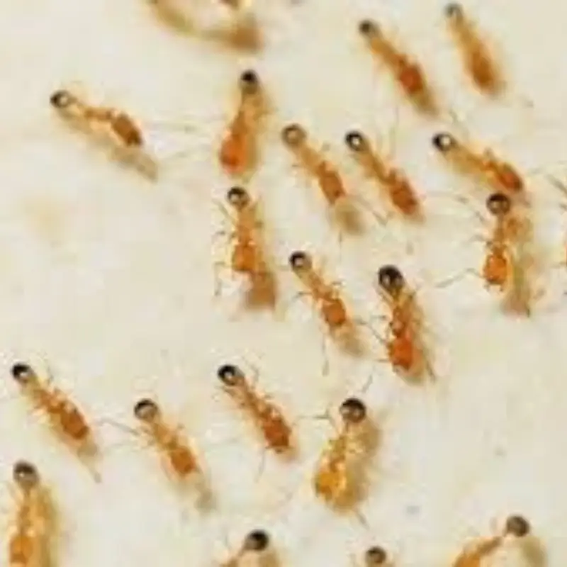 Pest Fend – Pharaoh Ant Control