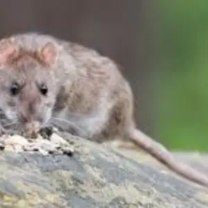Pest Fend – Roof Rat Control
