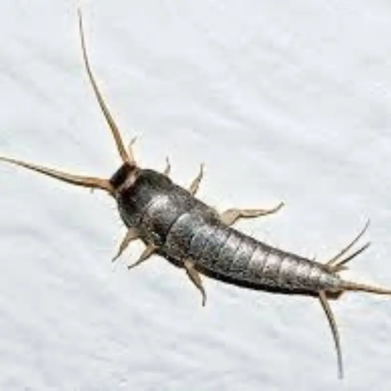 Pest Fend – Silverfish Control