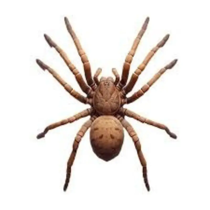 Pest Fend – Spider Control