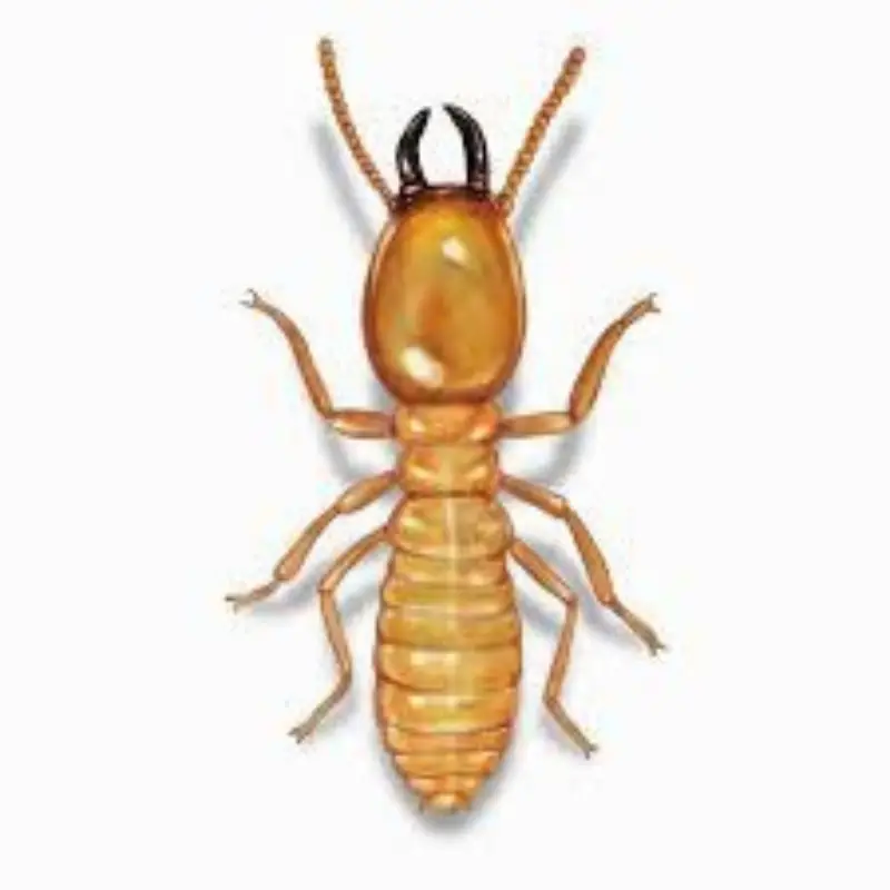 Pest Fend – Termite Control