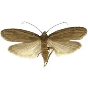 Pest Fend – Tropical Warehouse Moth Control
