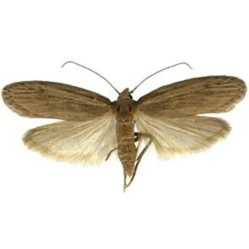 Pest Fend – Tropical Warehouse Moth Control