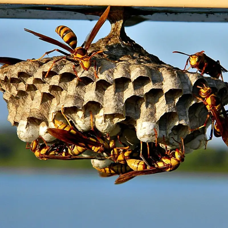 Pest Fend – Wasp & Bee Nest Control
