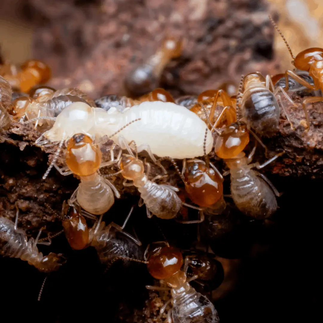 Termite-treatment